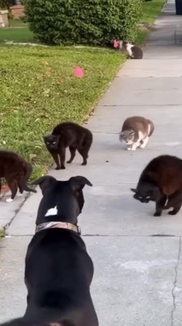 狗配种打群架视频大全,狗界群架配种现场惊悚实录